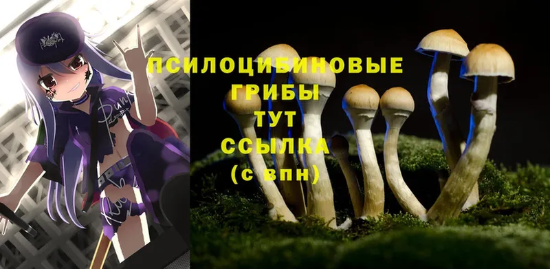 KRAKEN рабочий сайт  Избербаш  Галлюциногенные грибы Magic Shrooms 